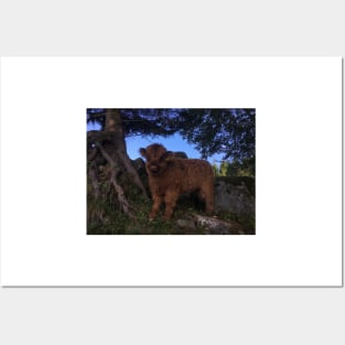 Scottish Highland Cattle Calf 1812 Posters and Art